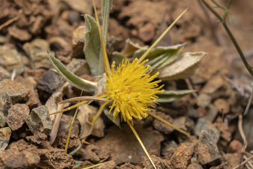Yellow star-thistle (Centaurea solstitialis)