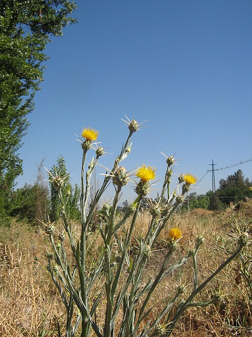 Yellow star-thistle: Centaurea solstitialis (det. user:RLJ ), weed in Central Chile