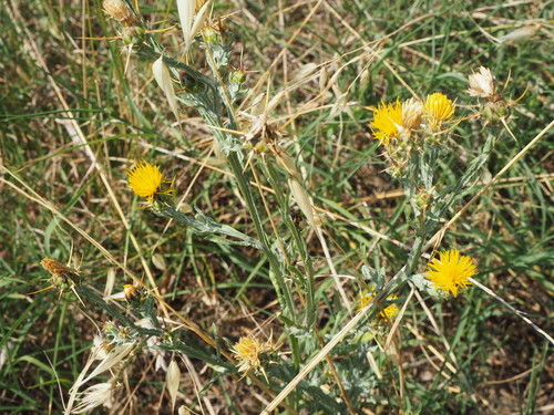Yellow star-thistle