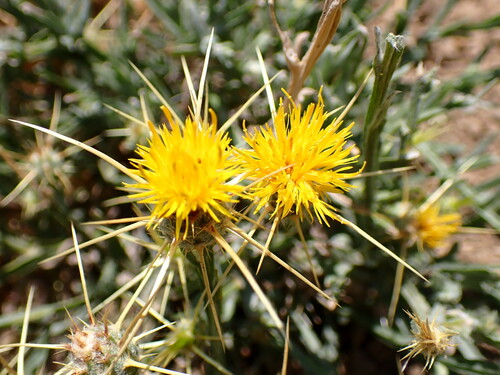 Yellow star-thistle (Centaurea solstitialis)