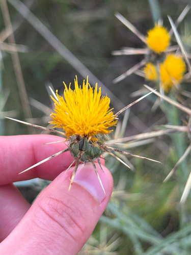 Yellow star-thistle (Centaurea solstitialis)