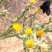 Yellow star-thistle (Centaurea solstitialis)