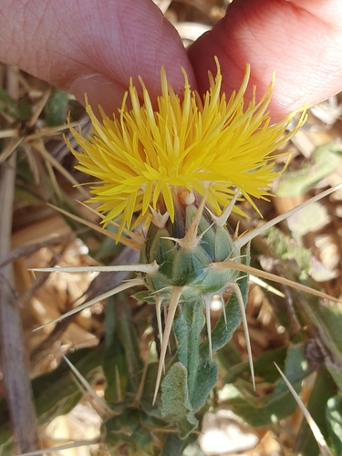 Yellow star-thistle (Centaurea solstitialis)