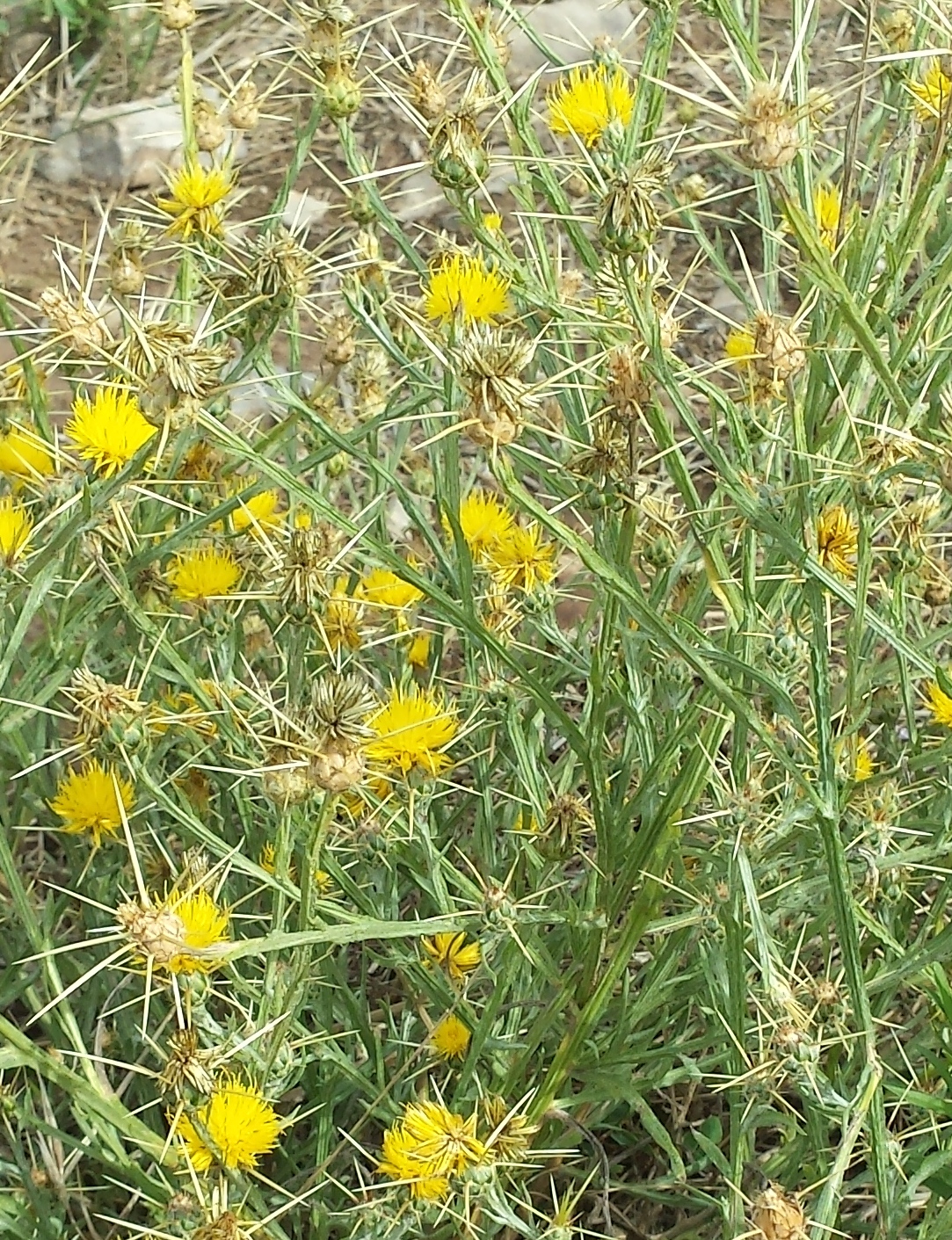 Yellow star-thistle: Centaurea solstitialis a la Serra de Castelltallat, Bages 830 m snm