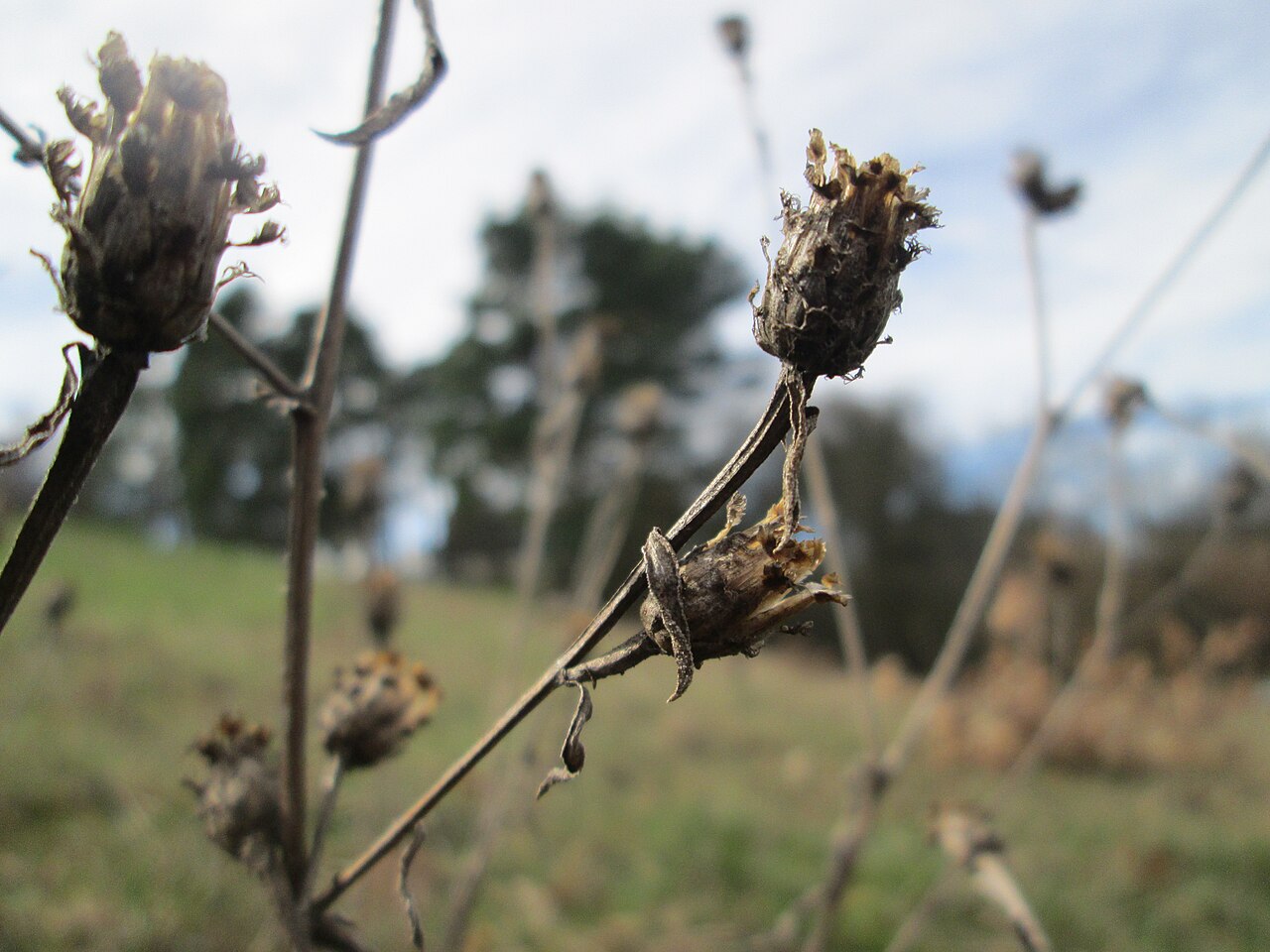 Spotted knapweed: Mumienbotanik: Rispen-Flockenblume ( Centaurea stoebe ) am Golfplatz im Naturschutzgebiet „Oftersheimer Dünen“