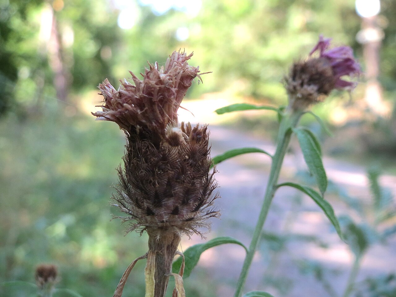 Spotted knapweed: Rispen-Flockenblume ( Centaurea stoebe ) am Karlsplatz bei Klingenmünster
