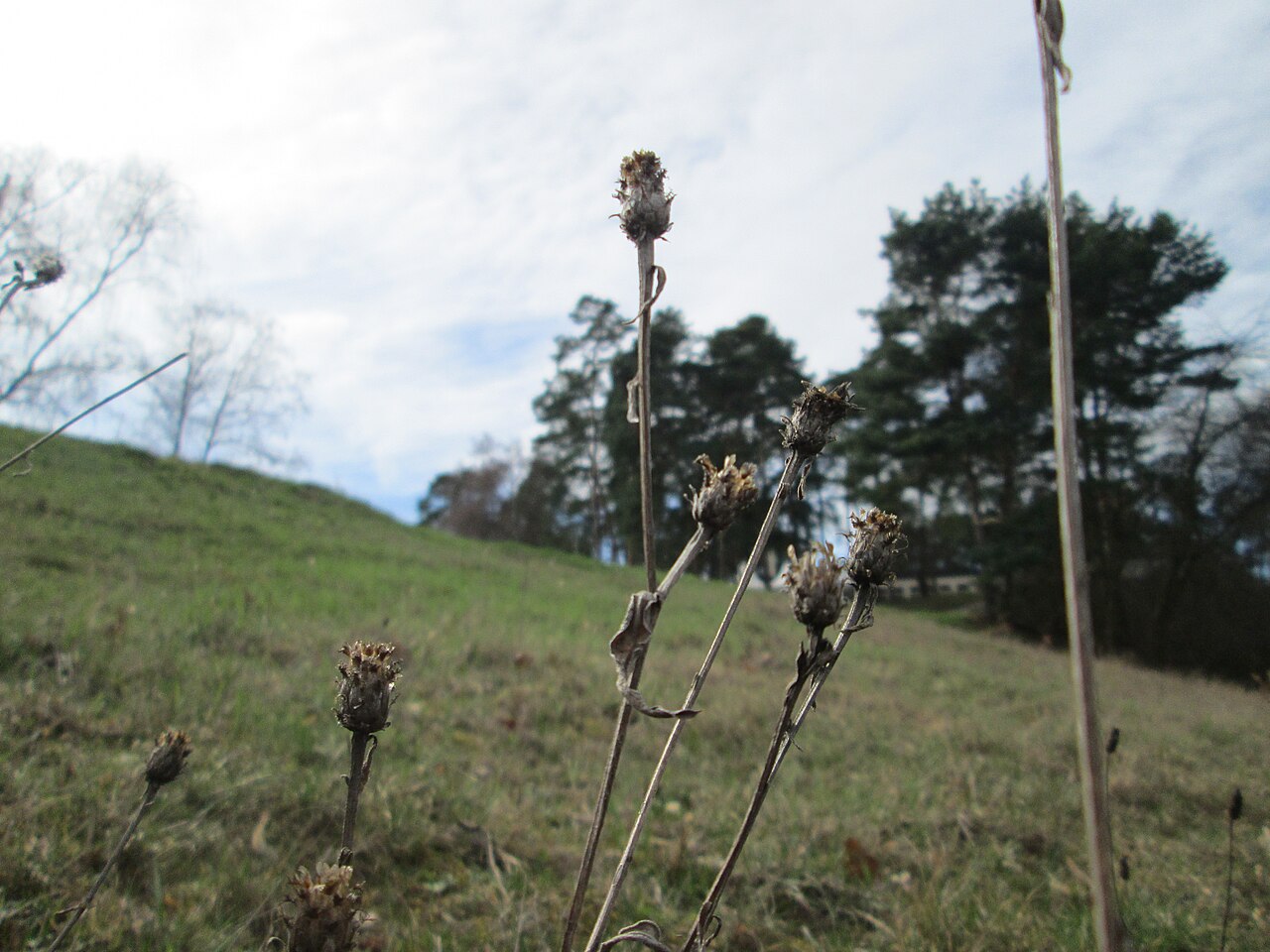 Spotted knapweed: Mumienbotanik: Rispen-Flockenblume ( Centaurea stoebe ) am Golfplatz im Naturschutzgebiet „Oftersheimer Dünen“