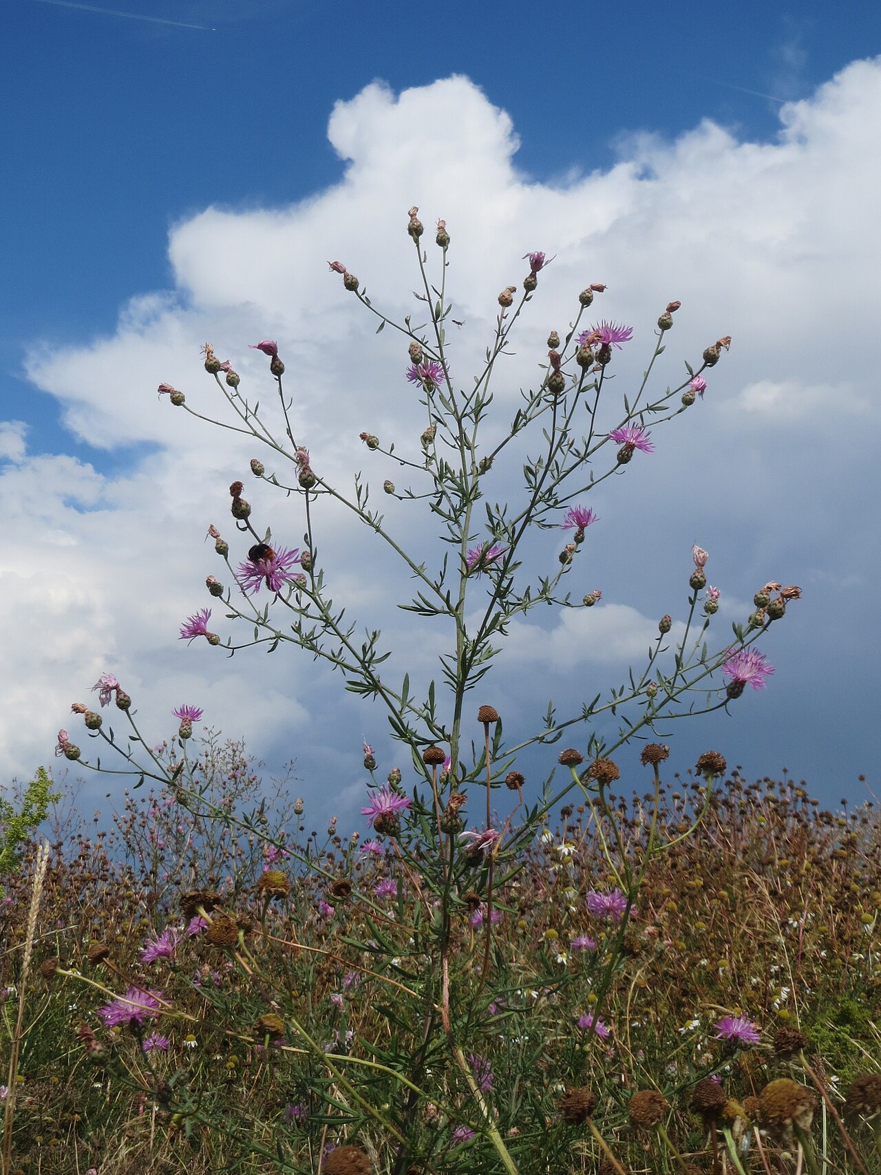Spotted knapweed: Rispen-Flockenblume ( Centaurea stoebe ) bei Wiesbaden-Erbenheim