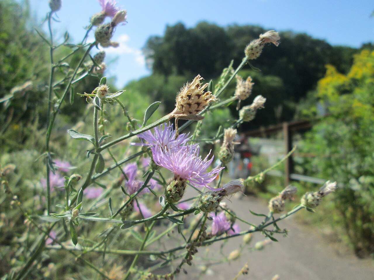 Spotted knapweed: Rispen-Flockenblume ( Centaurea stoebe ) am Bahndamm in Alt-Saarbrücken