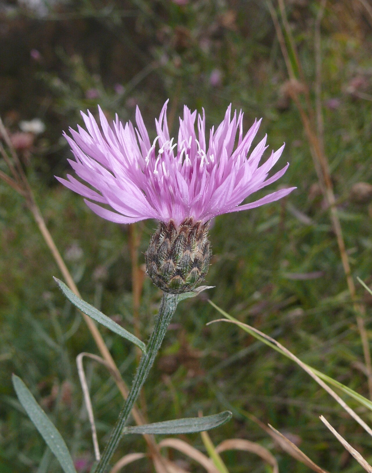 Spotted knapweed: Centaurea stoebe , Tauberland, Germany
