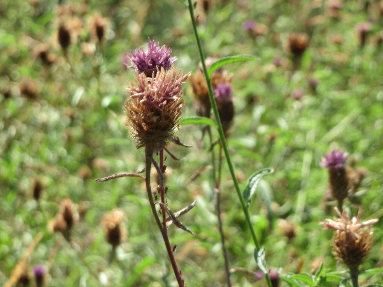 Spotted knapweed: Rispen-Flockenblume ( Centaurea stoebe ) am Röhlberg bei Klingenmünster