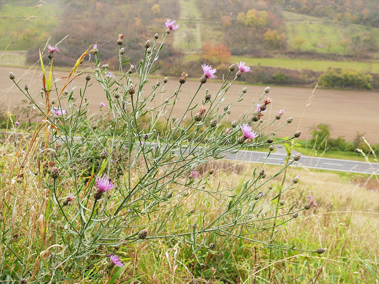 Spotted knapweed: Centaurea stoebe , Tauberland, Germany