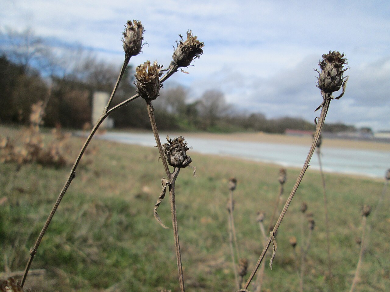 Spotted knapweed: Mumienbotanik: Rispen-Flockenblume ( Centaurea stoebe ) am Golfplatz im Naturschutzgebiet „Oftersheimer Dünen“