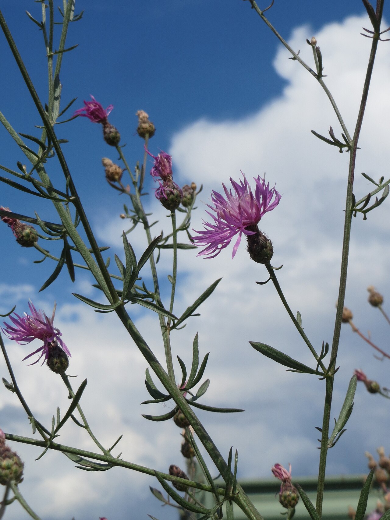 Spotted knapweed: Rispen-Flockenblume ( Centaurea stoebe ) bei Wiesbaden-Erbenheim