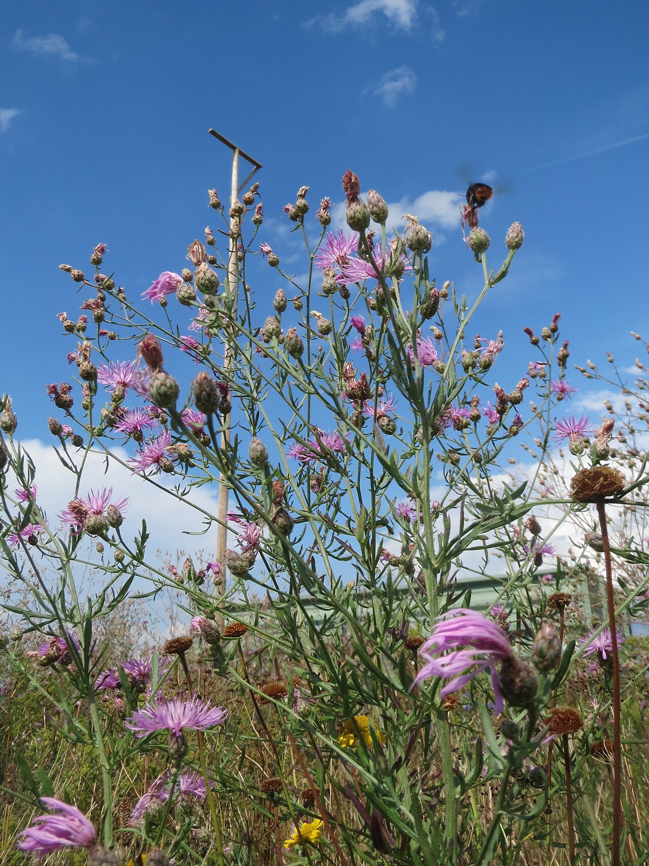 Spotted knapweed: Rispen-Flockenblume ( Centaurea stoebe ) bei Wiesbaden-Erbenheim