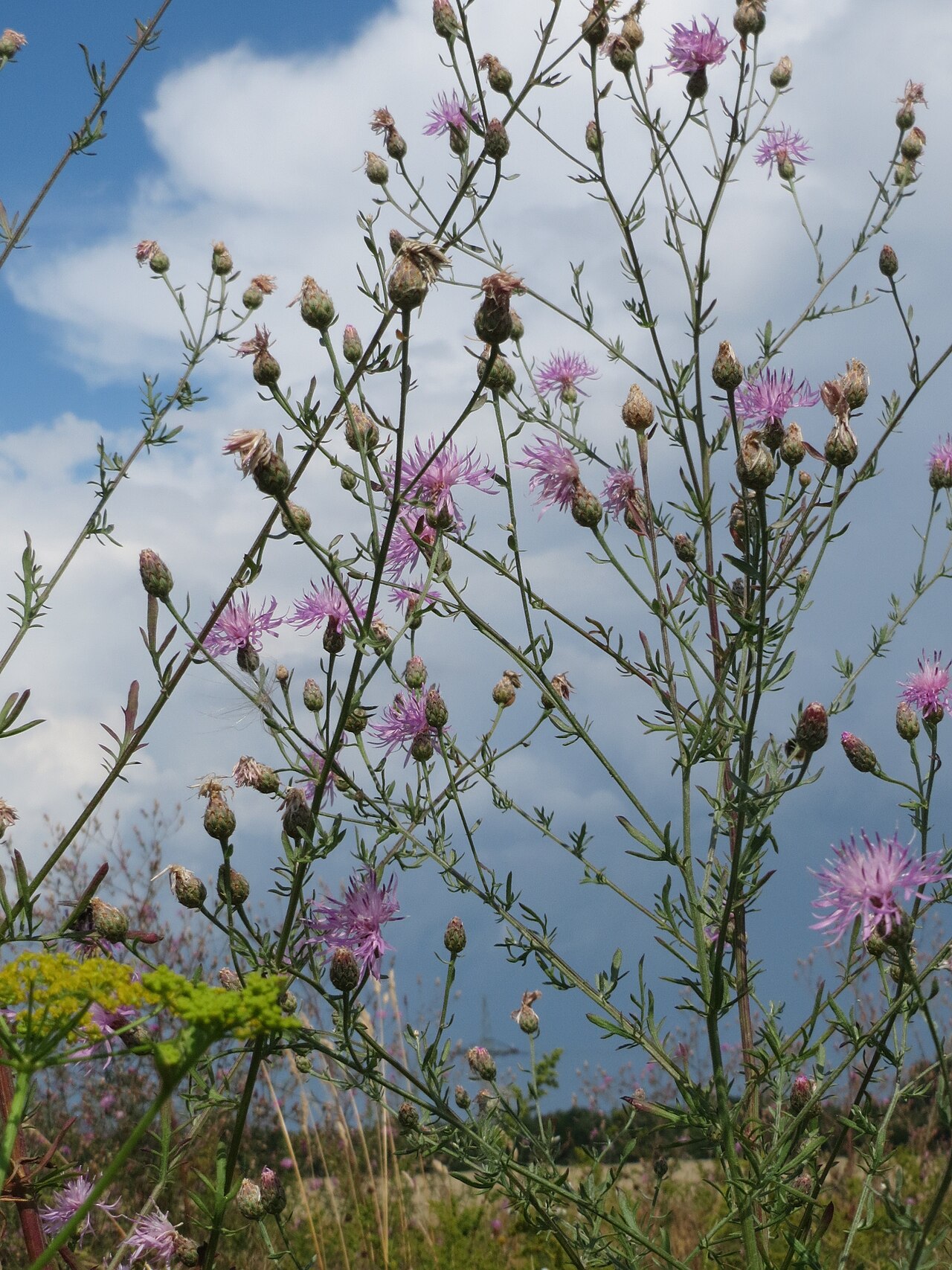 Spotted knapweed: Rispen-Flockenblume ( Centaurea stoebe ) bei Wiesbaden-Erbenheim