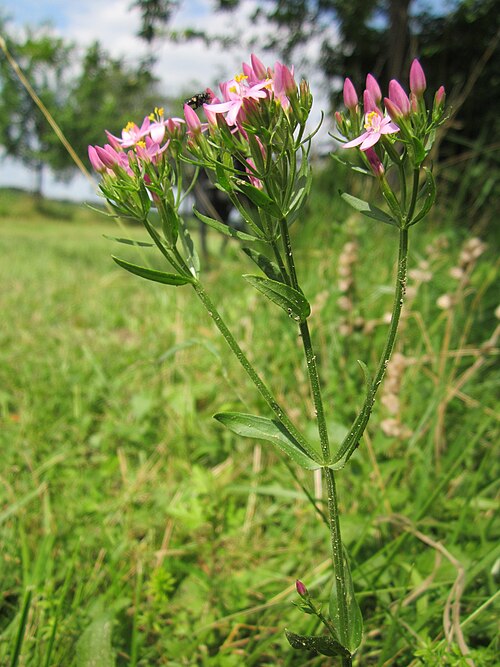 European centaury: Echtes Tausendgüldenkraut ( Centaurium erythraea ) im Hockenheimer Rheinbogen