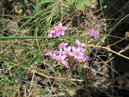 European centaury (Centaurium erythraea)