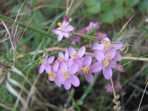 European centaury (Centaurium erythraea)