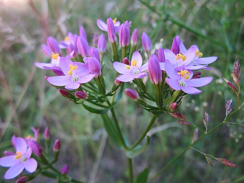 European centaury: Echtes Tausendgüldenkraut ( Centaurium erythraea ) am Steinbachschacht