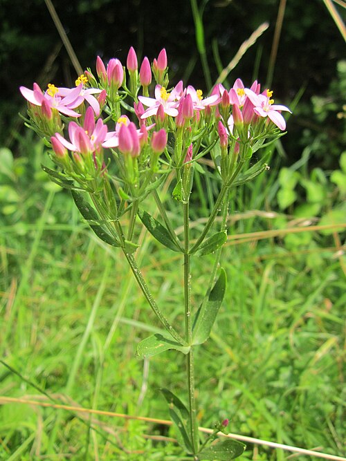 European centaury: Echtes Tausendgüldenkraut ( Centaurium erythraea ) im Hockenheimer Rheinbogen
