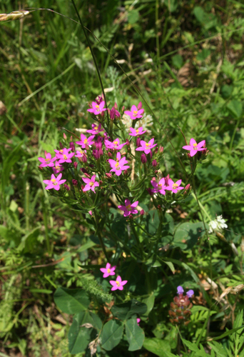 European centaury (Centaurium erythraea)