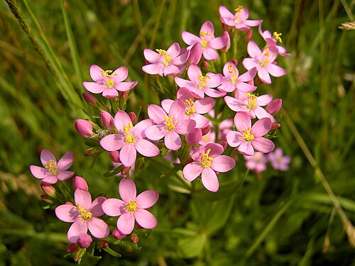 European centaury: flowers at Ankerstraat, Oostende, Belgium