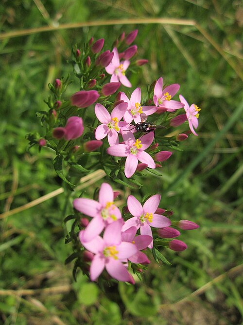 European centaury: Echtes Tausendgüldenkraut ( Centaurium erythraea ) im Hockenheimer Rheinbogen