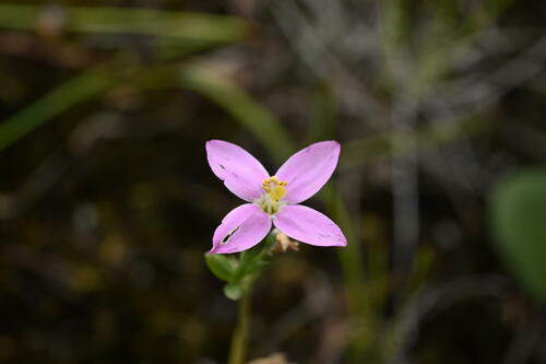 European centaury (Centaurium erythraea)