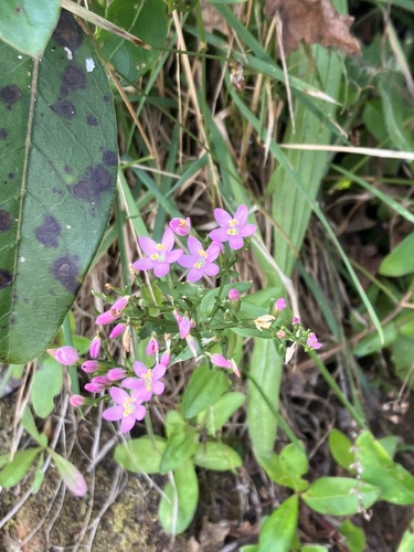 European centaury (Centaurium erythraea)