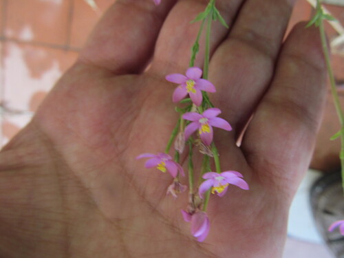 European centaury