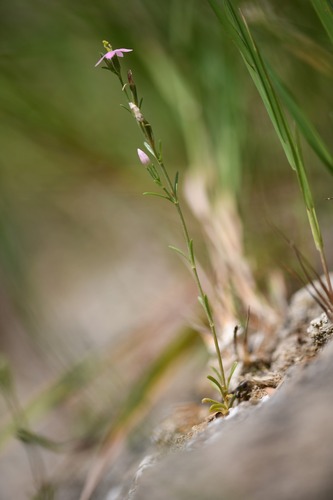 Centaurium favargeri (Centaurium favargeri)