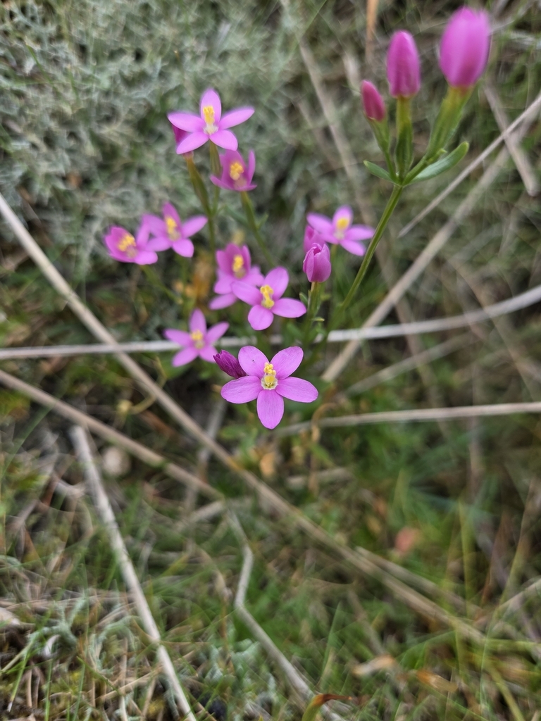 Seaside centaury (Centaurium littorale)