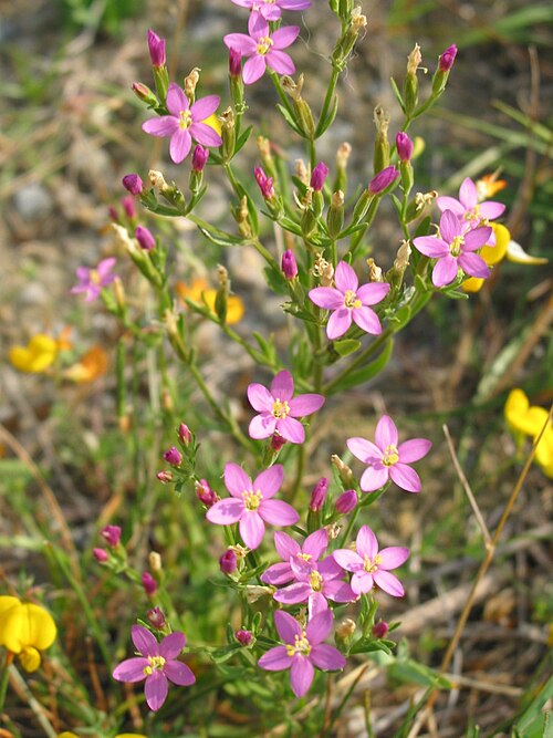 Seaside centaury: Centaurium littorale