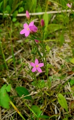 Seaside centaury (Centaurium littorale)