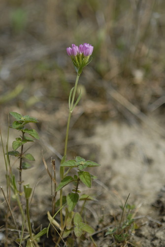Seaside centaury (Centaurium littorale)