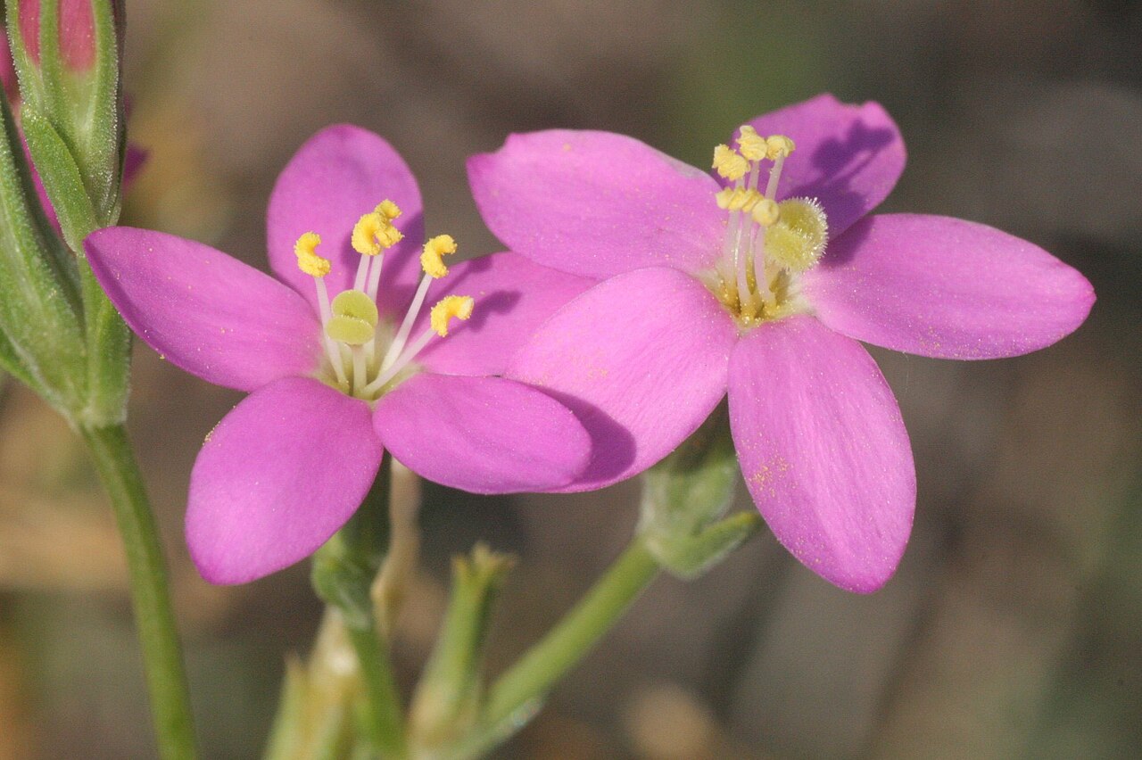 Seaside centaury: Centaurium littorale