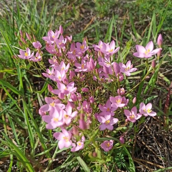 Seaside centaury (Centaurium littorale)