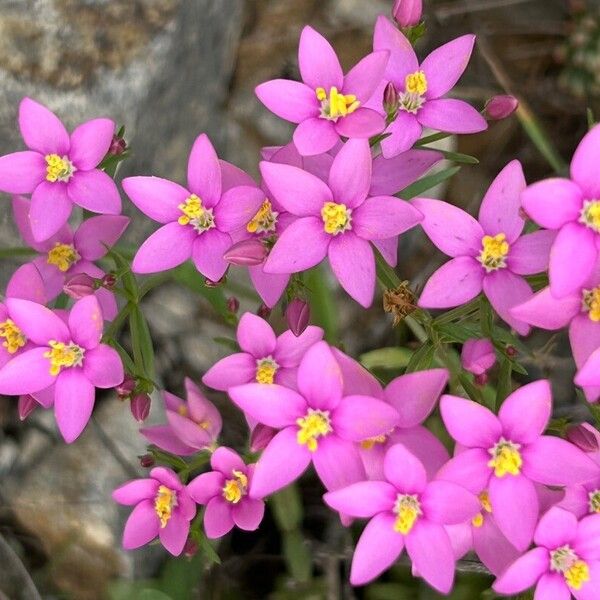 Seaside centaury (Centaurium littorale)