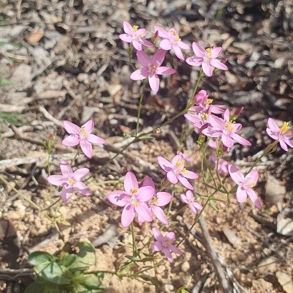 Seaside centaury (Centaurium littorale)