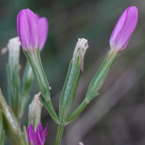 Seaside centaury (Centaurium littorale)