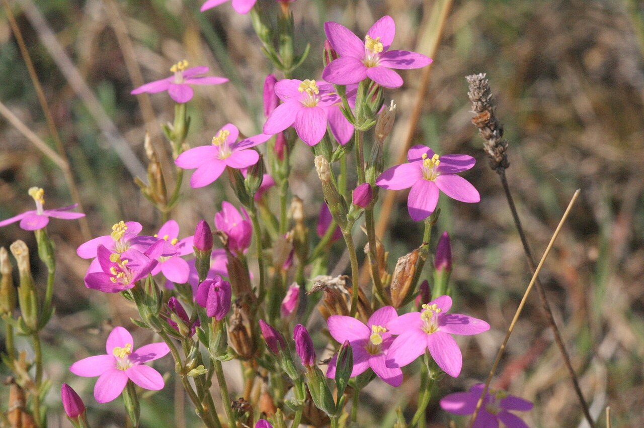 Seaside centaury: Centaurium littorale