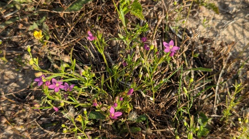 Seaside centaury (Centaurium littorale)