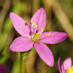 Seaside centaury (Centaurium littorale)