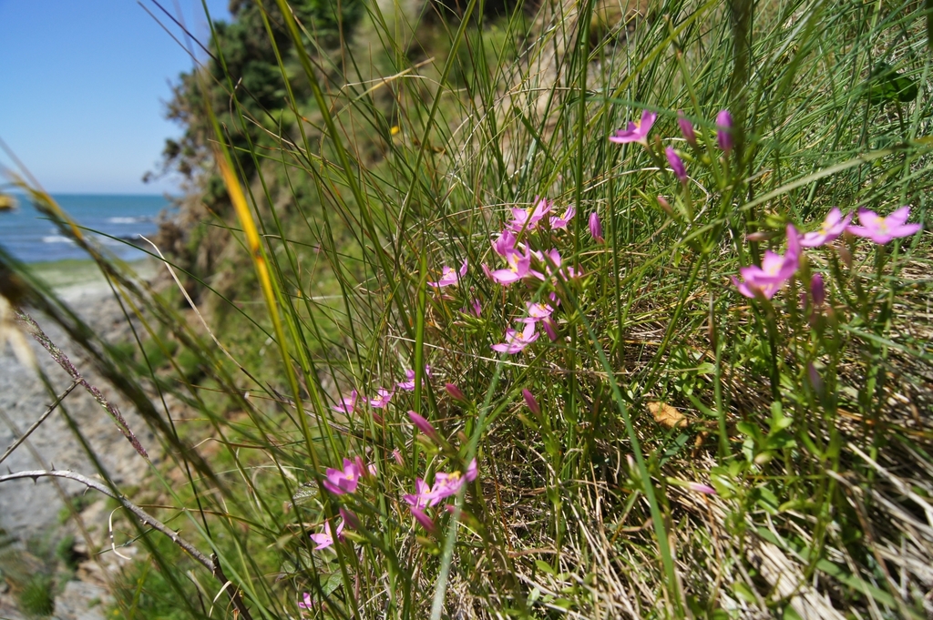 Centaurium portense (Centaurium portense)