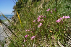 Centaurium portense (Centaurium portense)
