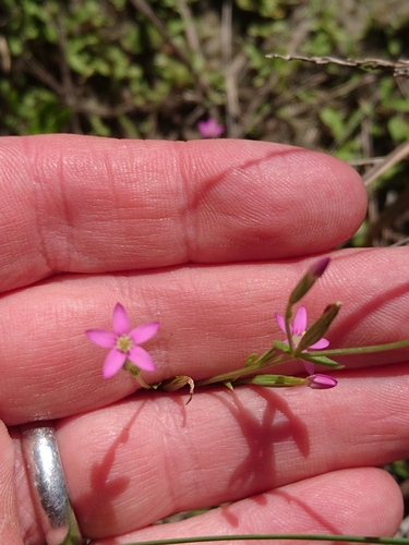 Branched centaury (Centaurium pulchellum)