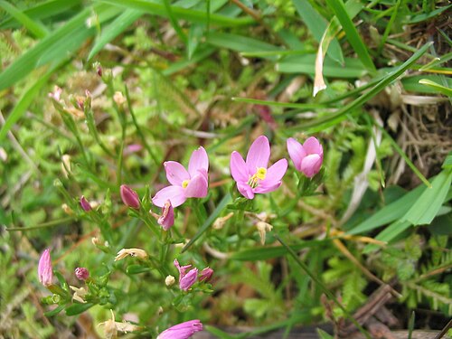 Branched centaury: Kleines Tausendgüldenkraut ( Centaurium pulchellum ) - Blüten