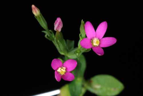 Branched centaury (Centaurium pulchellum)