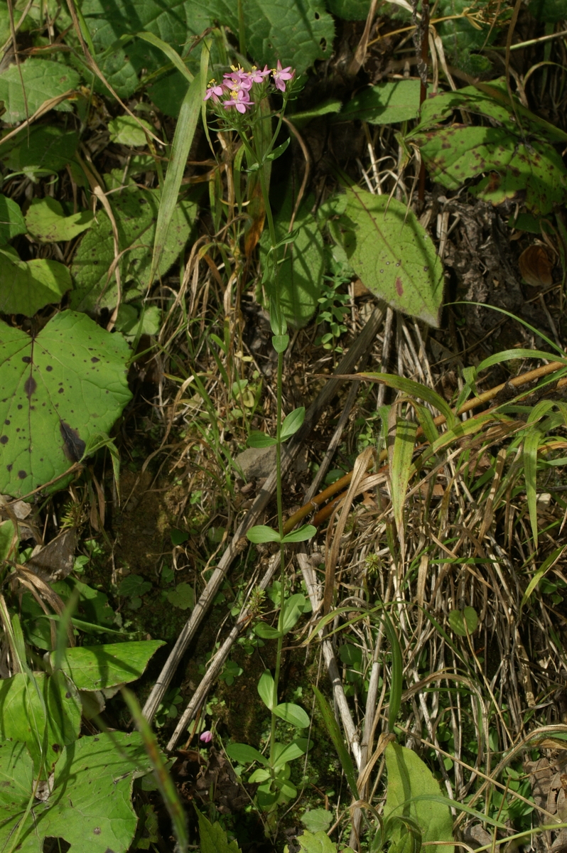 Branched centaury: Zala tavžentroža v Selu.